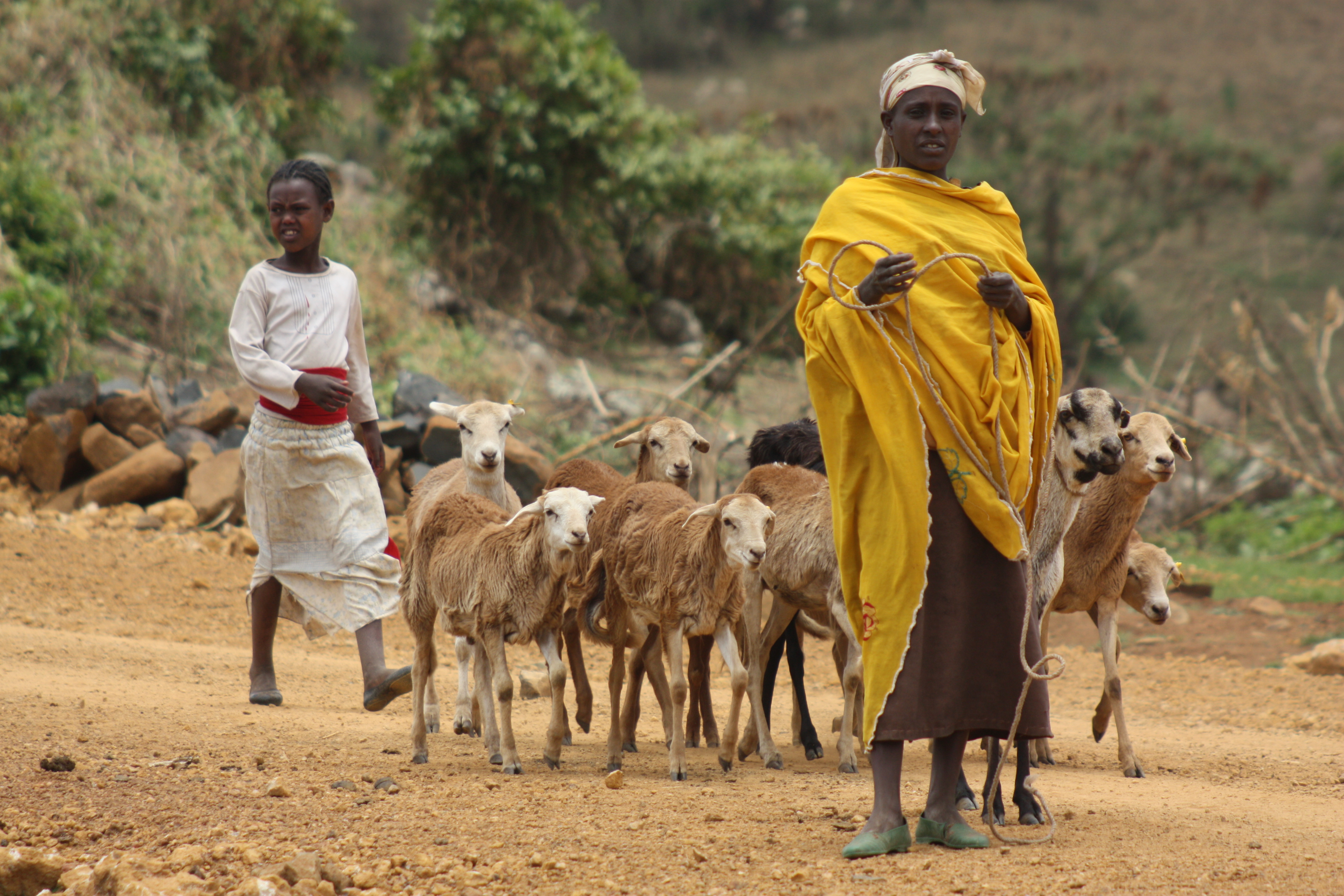 Taking sheep for disease testing in Bako, Ethiopia